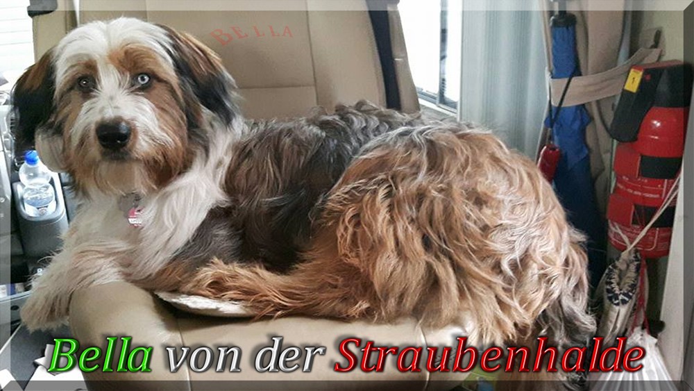 Wäller von der Straubenhalde